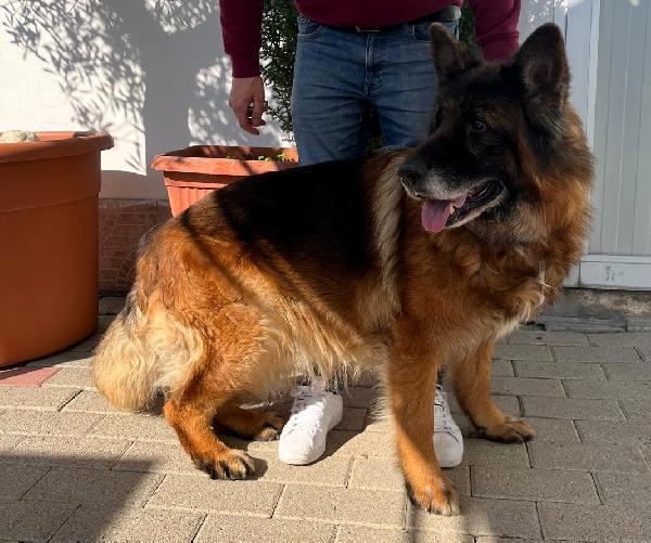 EROS PASTORE TEDESCO Foto 5